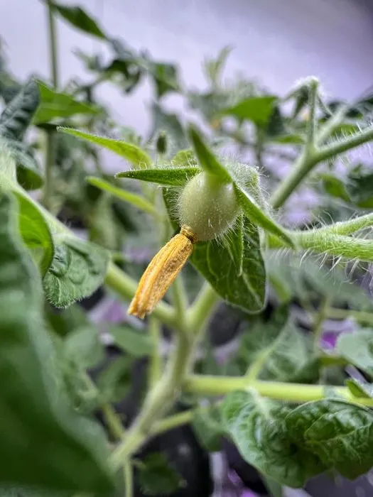 Flowering tomato