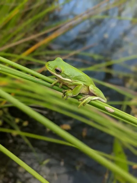 Green Tree Frog