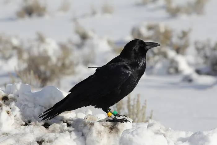 GPS-Tagged Raven in Yellowstone
