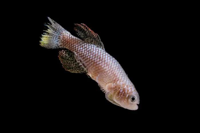 Killifish 2 Brodhead