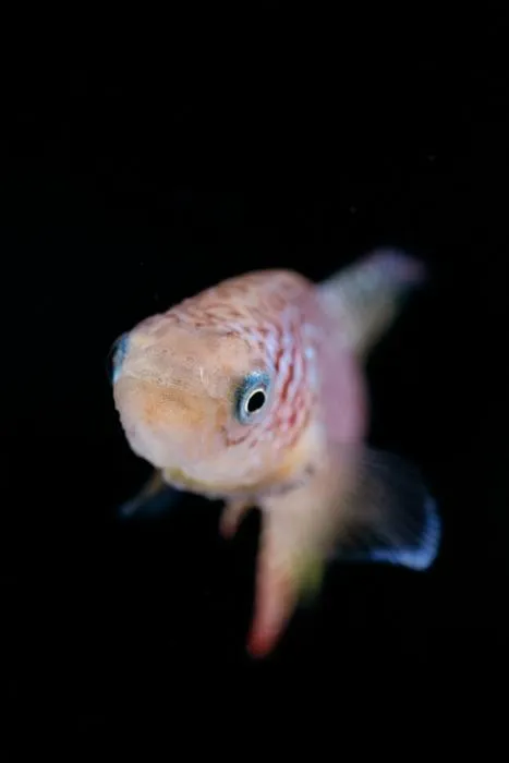 Killifish Brodhead