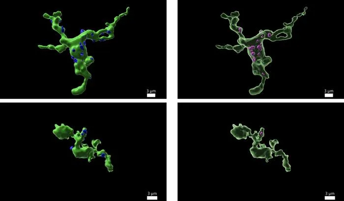 CNIO research links fertility with immune cells in the brain