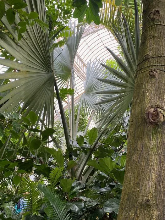 Kew Gardens Conservatory-The Palm House