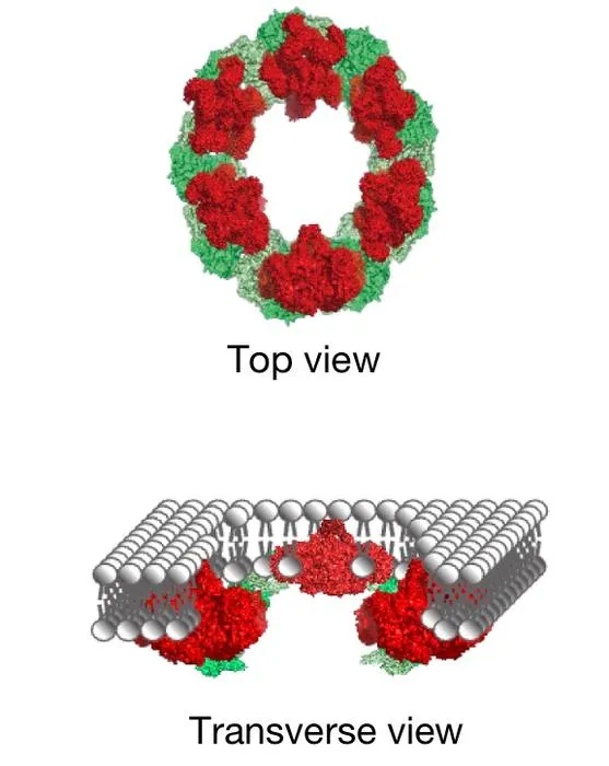 Cell death's 'beautiful' rings: Illustration