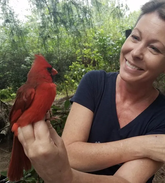 Wild Northern Cardinal