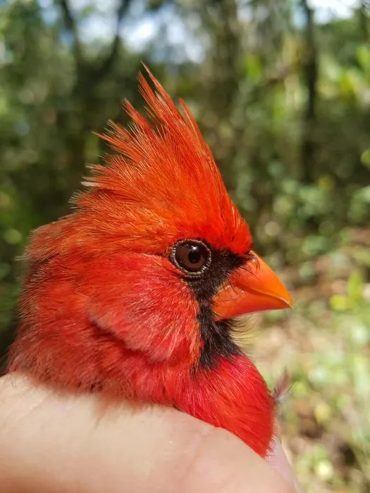 Wild Northern Cardinal