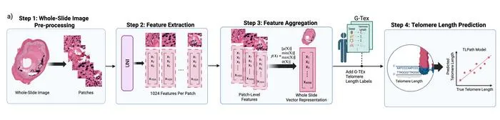 TLPath schematic
