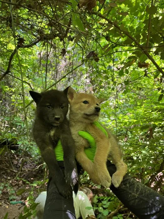 Coyote puppies