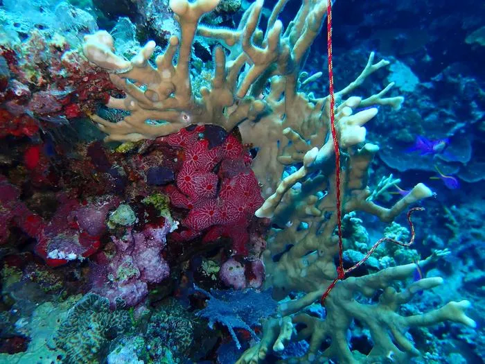 Coral