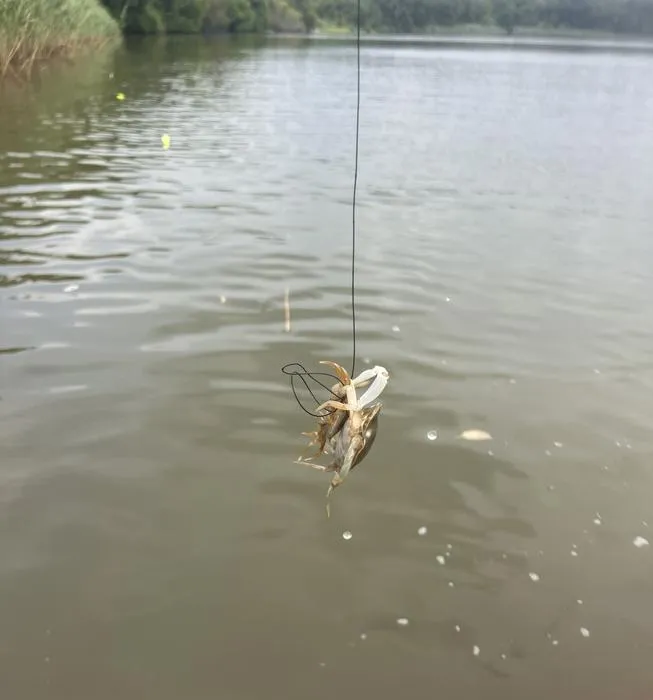 Crab cannibalism 3