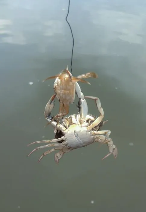 Crab Cannibalism close-up