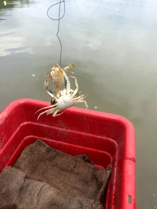 Crab cannibalism 2