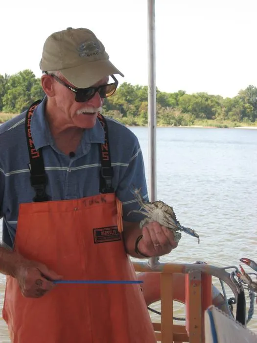 Tuck Hines Measuring Crab