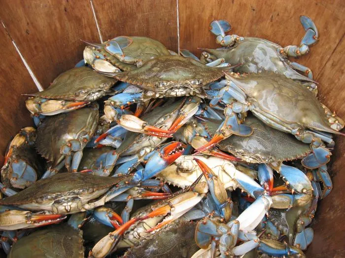 Blue Crab Basket