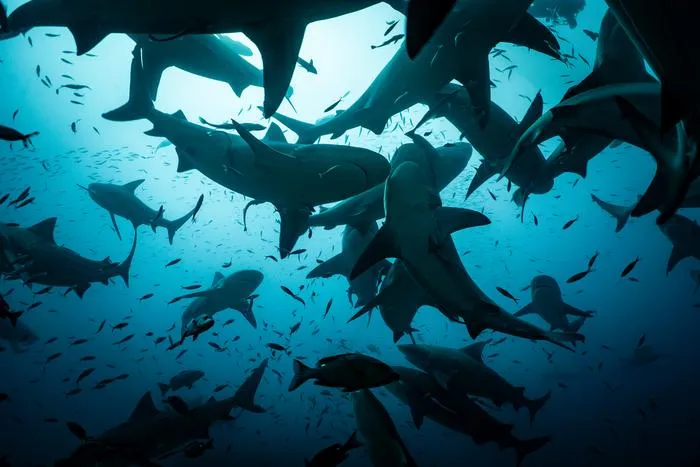 View from below the bull sharks