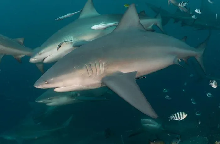 Two bull sharks parallel swimming
