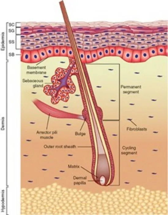 Skin's Hidden Role in Amplifying Immune Responses
