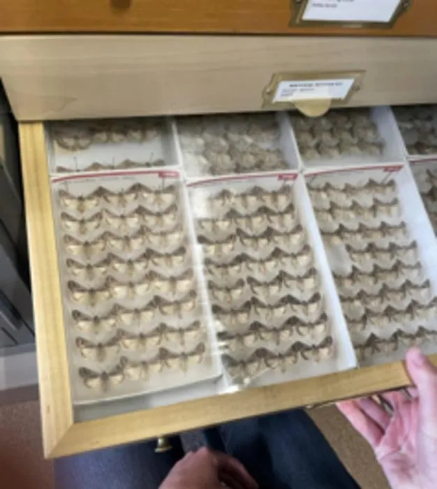 Moth Specimens
