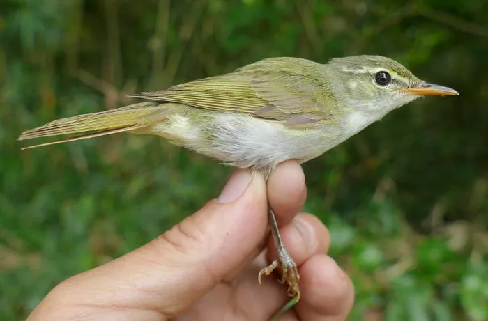 Tokara Leaf Warbler