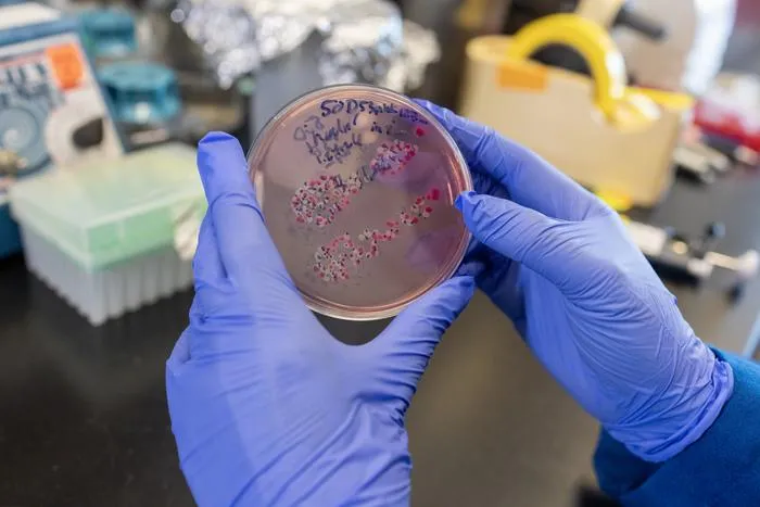Bäumler Lab Petri Dish