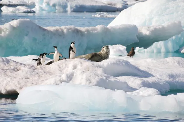 Leapord seal, Adelie penguins and skua