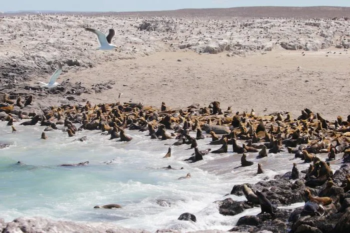 South American sea lions, elephant seal and gulls
