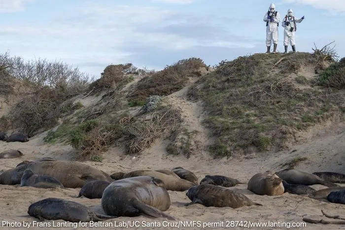 Ano Nuevo scientists and elephant seals 2026