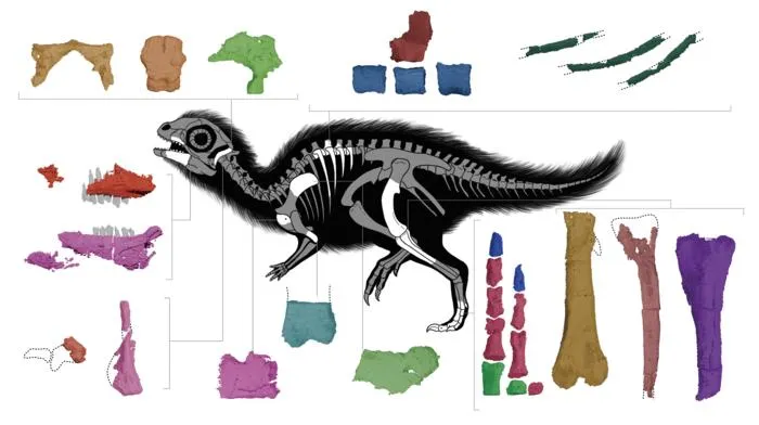 Doolysaurus fossil diagram