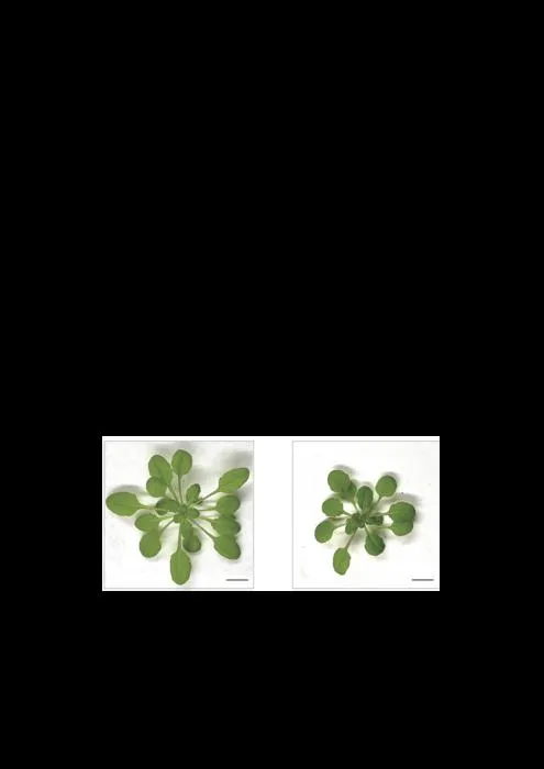 Arabidopsis leaves