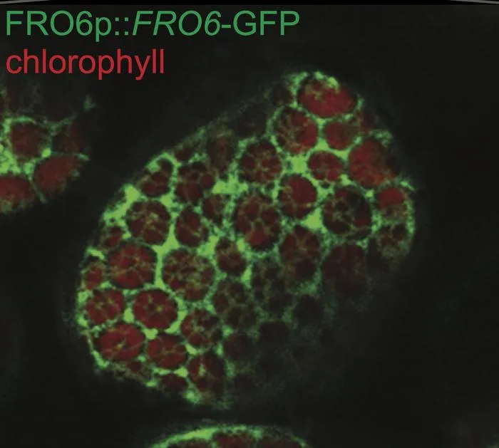 Microscopy FRO6 Arabidopsis