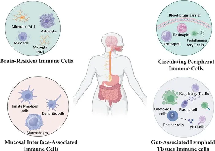 Functional Immune Compartments of the Gut–Brain Axis