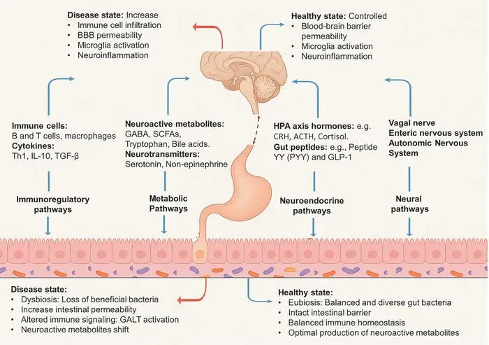 Bidirectional Signaling and Functional Roles of the Gut–Brain Axis