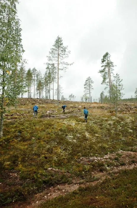 Clear-cut forest in Dalarna County, Sweden.