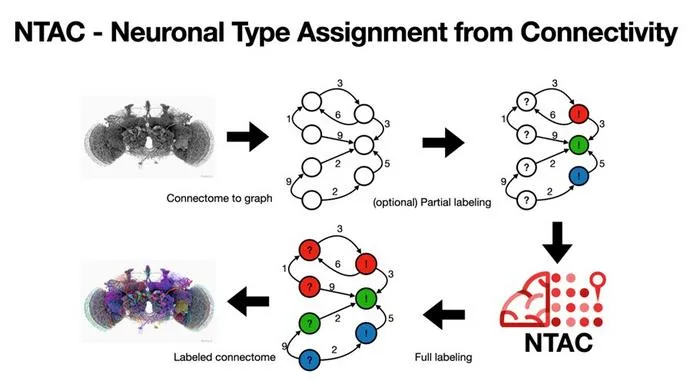 NTAC identifies neuronal cell types using synaptic connectivity patterns alone