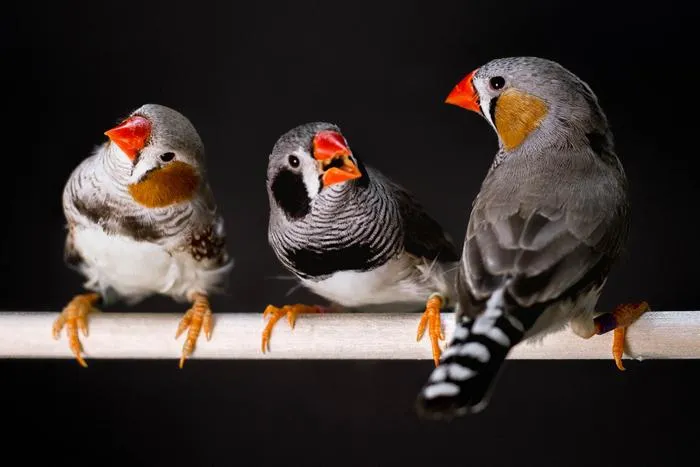 Zebra finch males