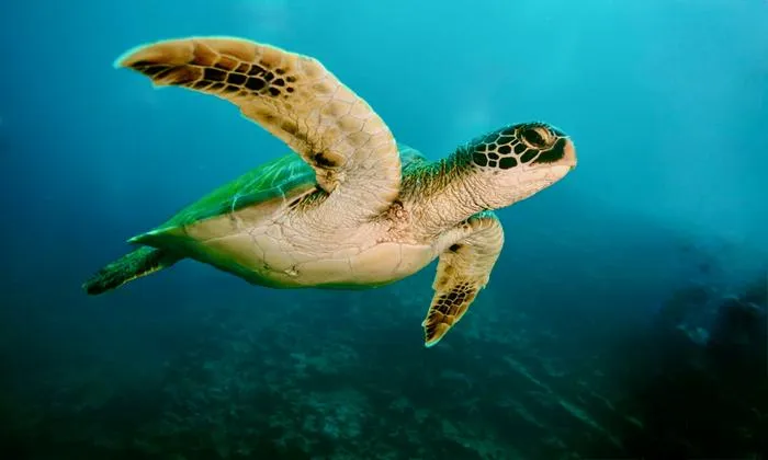Sea Turtle Shells Reveal Hidden Records of Ocean Change
