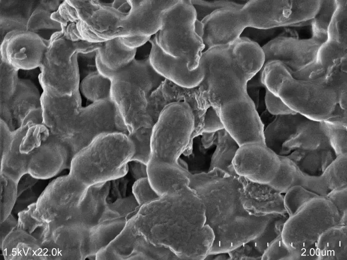 Culture of Streptococcus pneumoniae treated with bacteriocins from Streptococcus mitis.