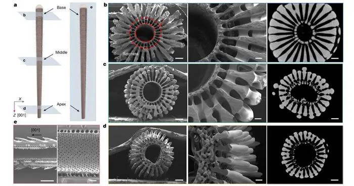 PolyU research unveils mechanoelectrical perception in sea urchin spines, empowering next-generation biomimetic sensors