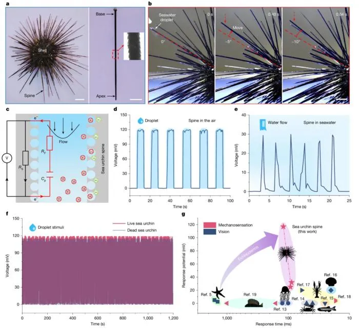 PolyU research unveils mechanoelectrical perception in sea urchin spines, empowering next-generation biomimetic sensors