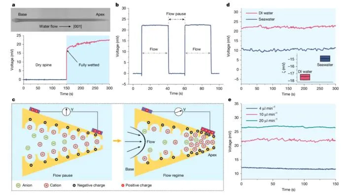 PolyU research unveils mechanoelectrical perception in sea urchin spines, empowering next-generation biomimetic sensors