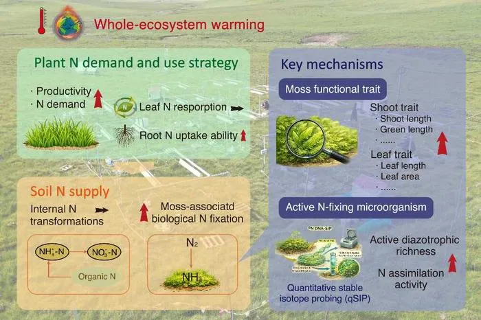 Whole-ecosystem warming experiment shows that moss-associated biological nitrogen fixation is a key pathway supporting vegetation growth in permafrost ecosystems under climate warming