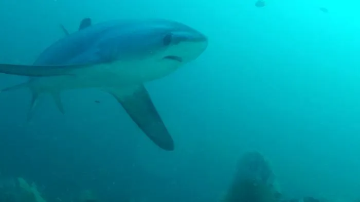 Pelagic thresher shark