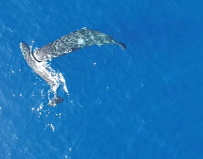 Head butting whales