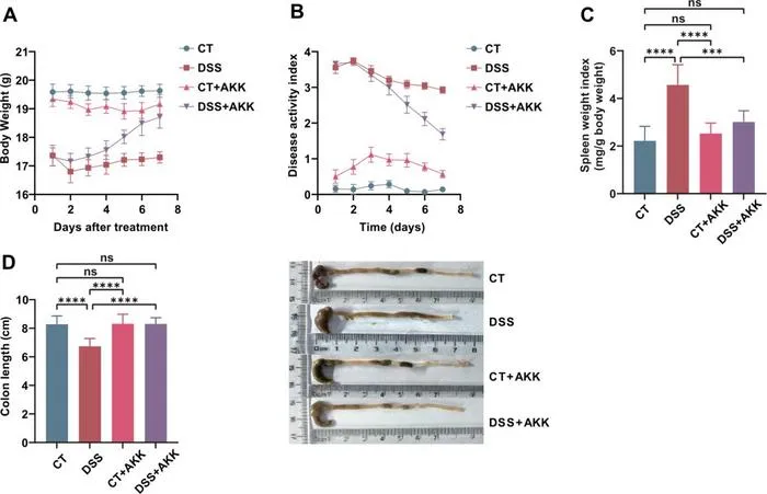 Therapeutic effects of A. muciniphila replenishment in DSS-induced colitis mice.