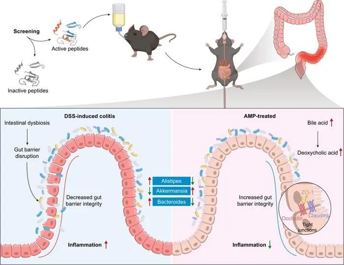 AMPs can ameliorate DSS-induced colitis through modulation of the gut microbiota.