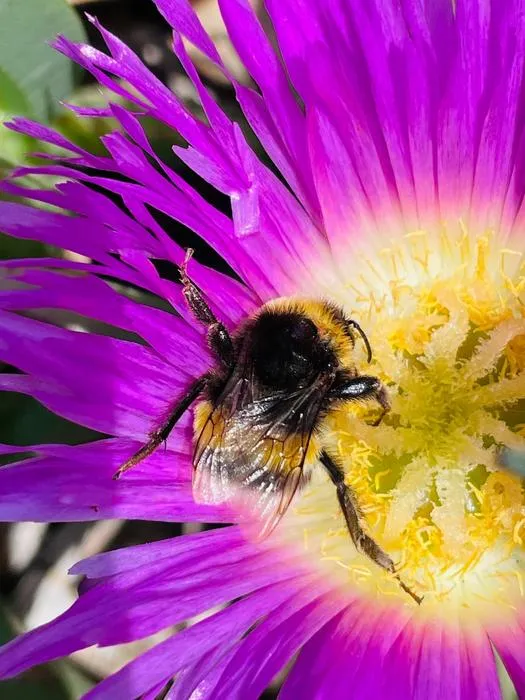 Bombus terrestris