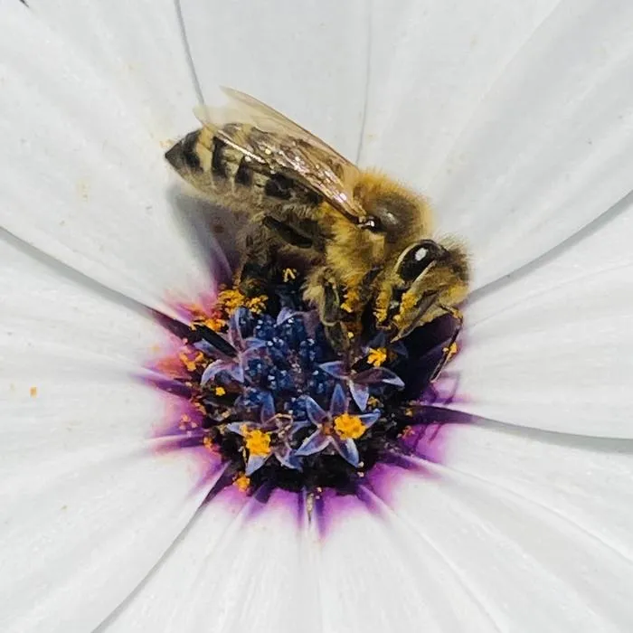 Apis mellifera