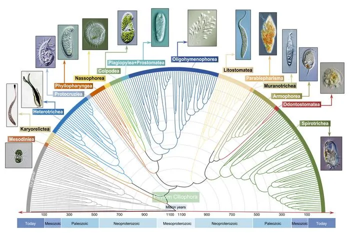 The divergence time estimation of the phylum Ciliophora