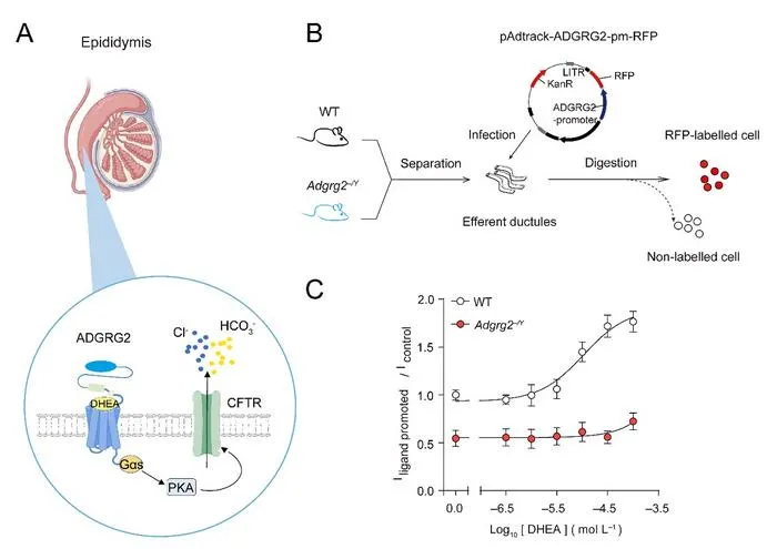 DHEA Regulates Chloride Homeostasis and Sperm Motility via the Membrane Receptor ADGRG2