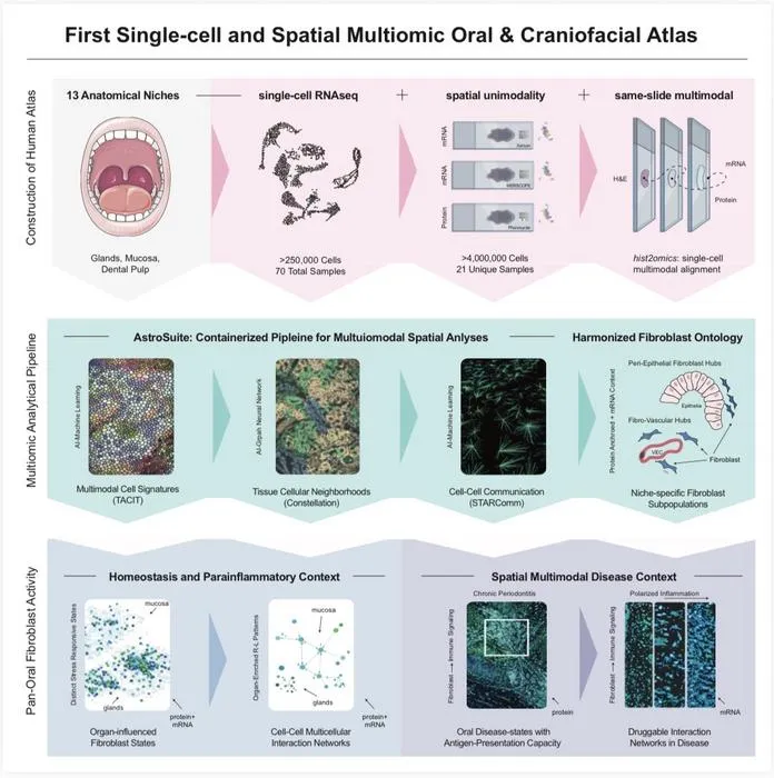 Abstract of oral and craniofacial atlas